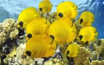 LFish.jpg