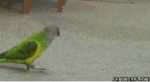1576007611388.gif