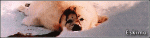 eskimosig.gif