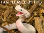 happysnake7lb.jpg