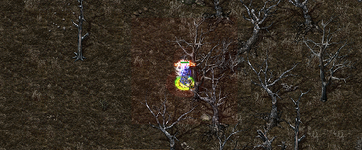 KumaPre.png