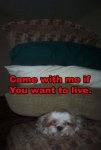 random003gi1copydm9.jpg