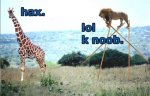 rofl.jpg