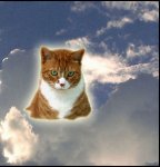 pet.portrait-jesus.beckons.cat.jpg