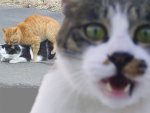 closeupcat.jpg