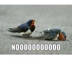 Noooo!.jpg