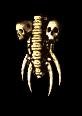 BoneShield.jpg