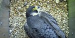 bird1.jpg