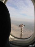 giraffe_outside_airplane_window.jpg