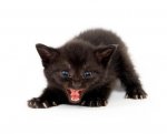 KittenClaws.jpg