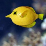 lemonfish