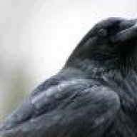 DetroitCrow