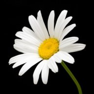 Daisy