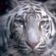 WhiteTiger