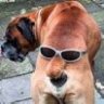 MacenBeefy