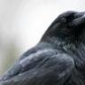 DetroitCrow