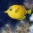 lemonfish