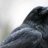 DetroitCrow