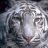 WhiteTiger